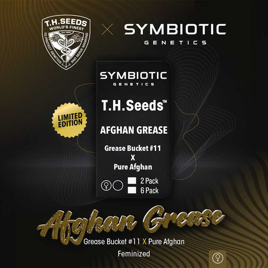 Afghan Grease by T.H.Seeds x Symbiotic Genetics
