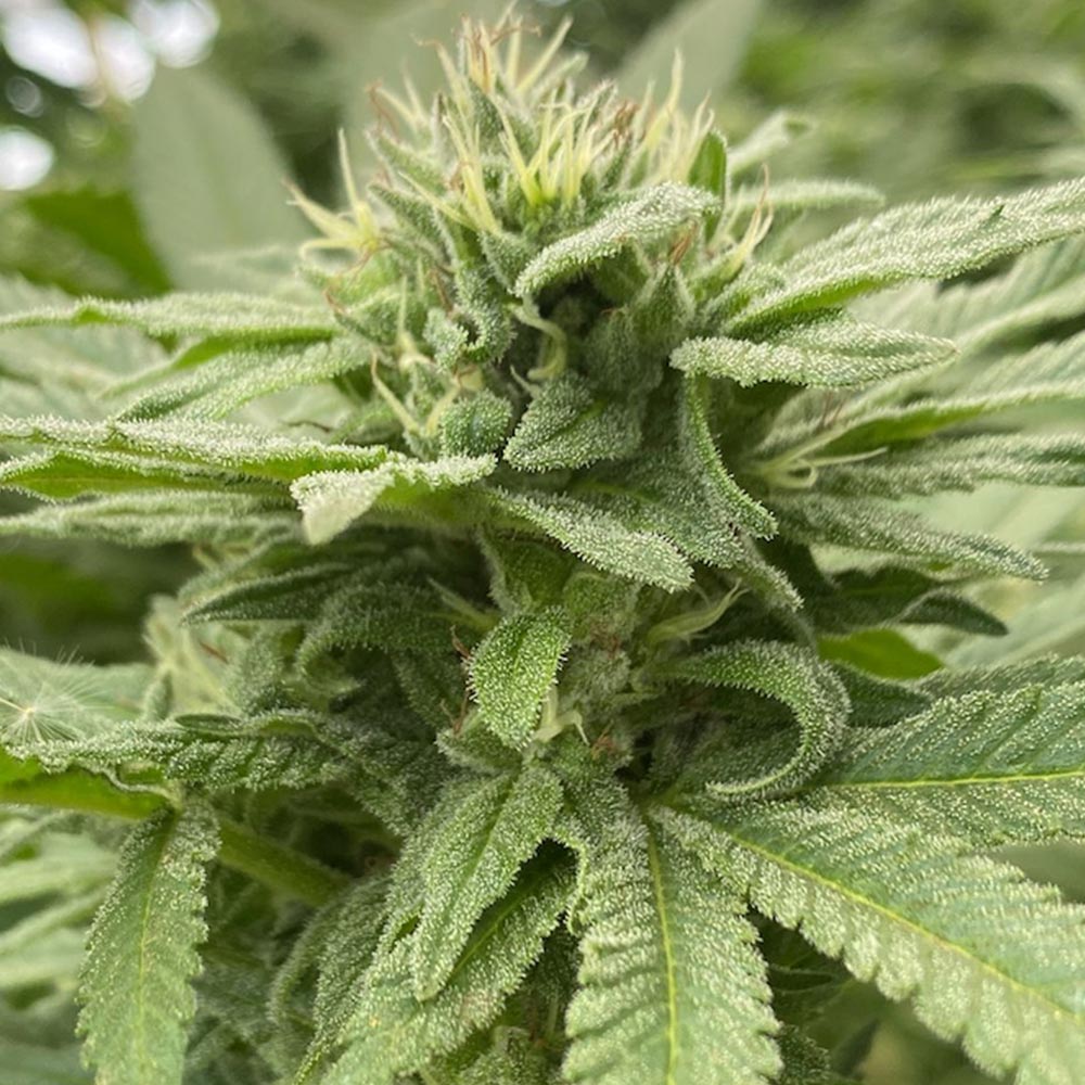 Alpine Strawberry by The Cali Connection