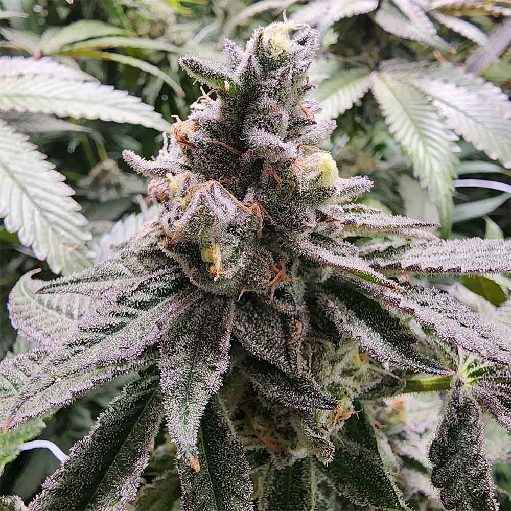 Mamoncillo by Always Be Flowering