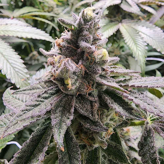 Mamoncillo by Always Be Flowering