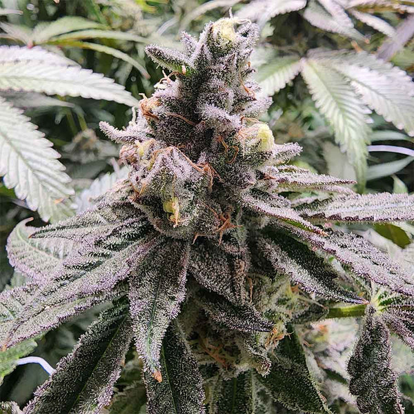 Mamoncillo by Always Be Flowering