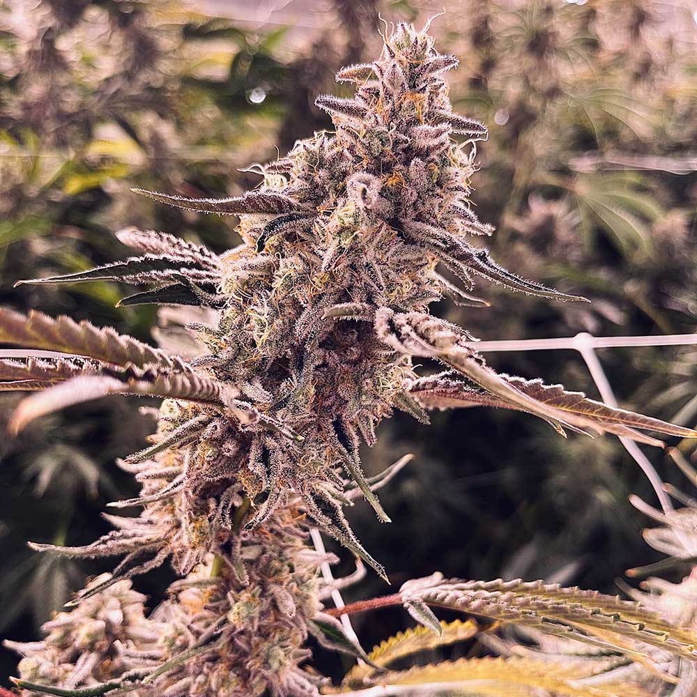 Animorph by Compound Genetics