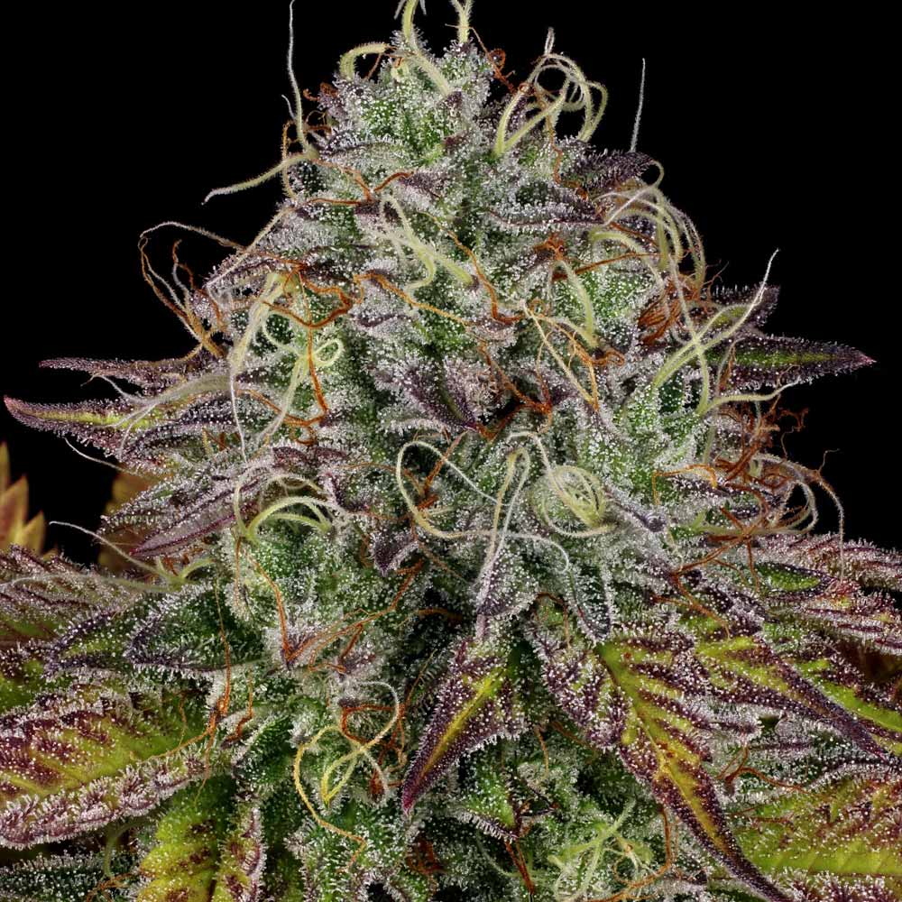 Apricot Candy by Paradise Seeds