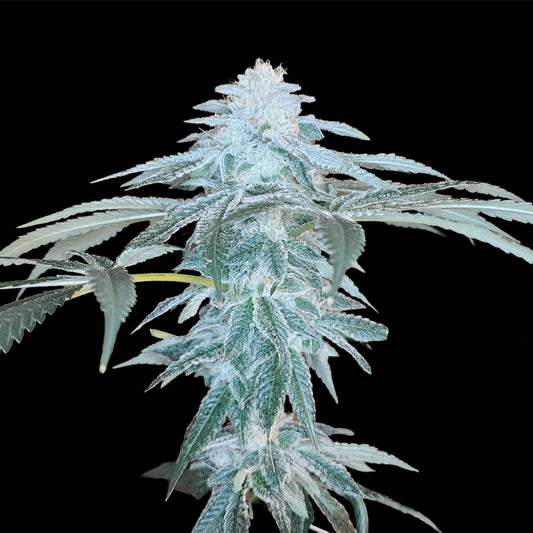 June Plum by Arcana Collective