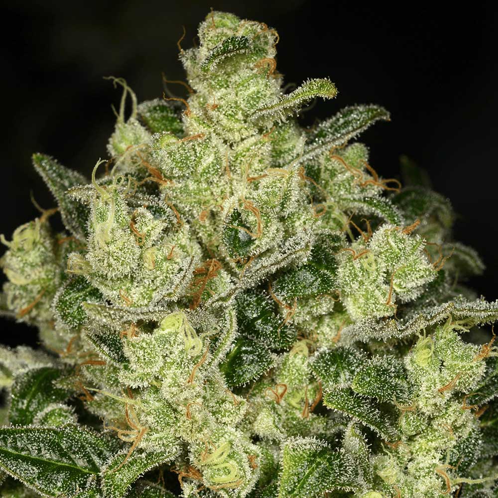 Trunk Funk by Archive Seedbank