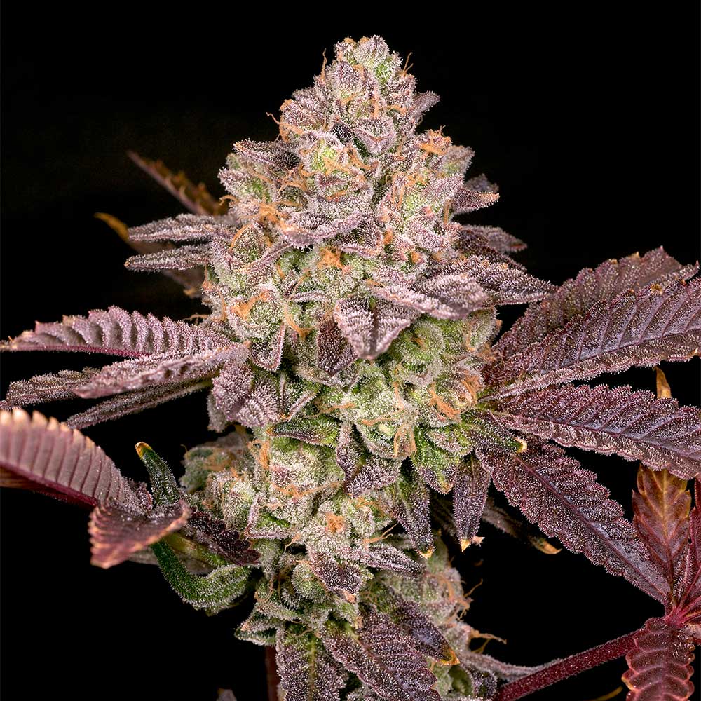 Moon Glow by Archive Seedbank