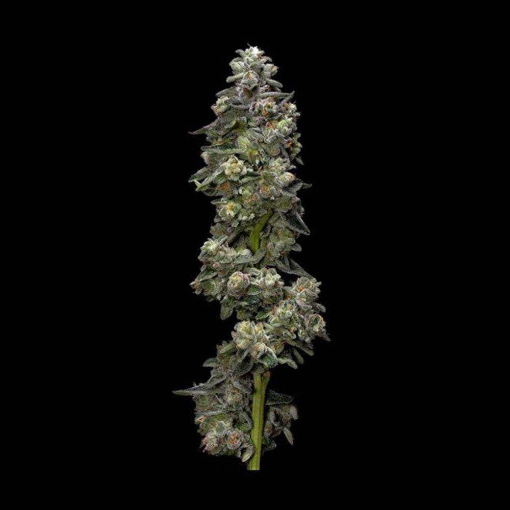 Auto Bakers Delight by DNA Genetics