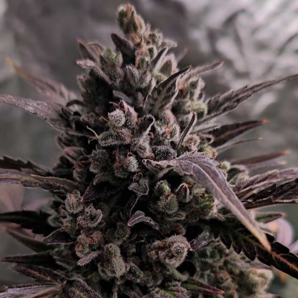 Auto Blue Cheese by The Original Big Buddha Family Farms