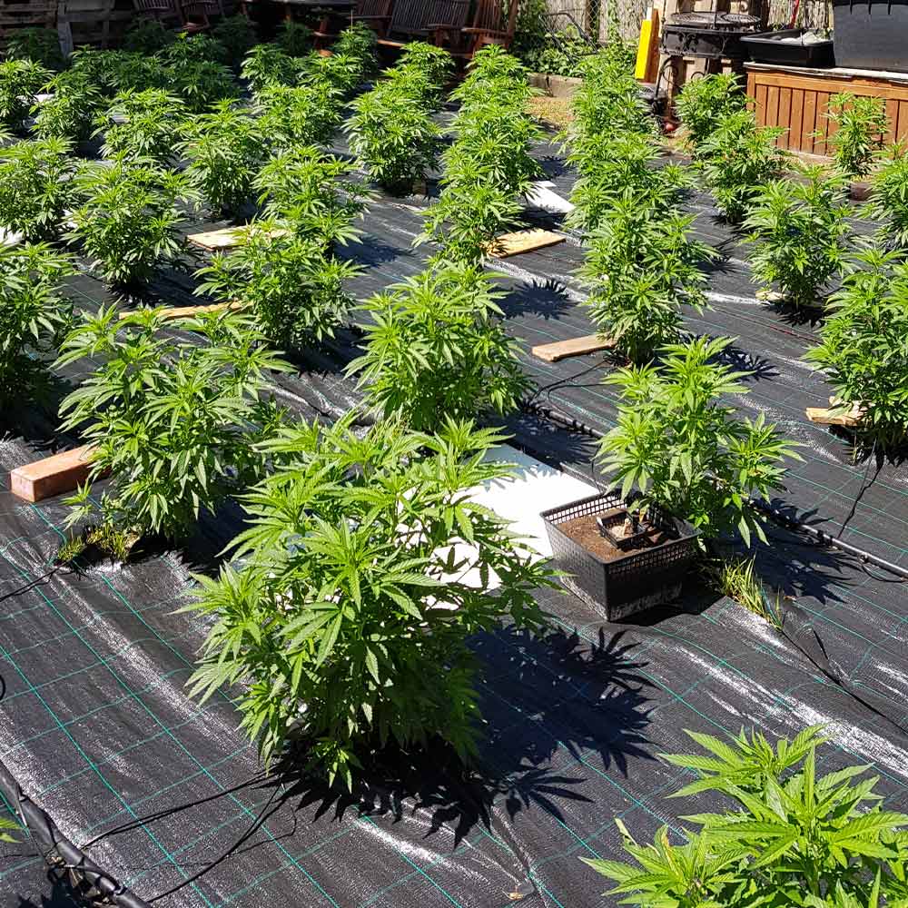 Auto Cheese by The Original Big Buddha Family Farms