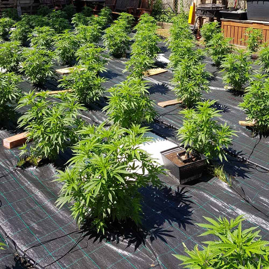 Auto Cheese by The Original Big Buddha Family Farms