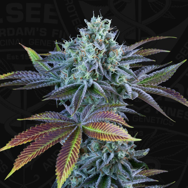 Auto French Cookies by T.H. Seeds
