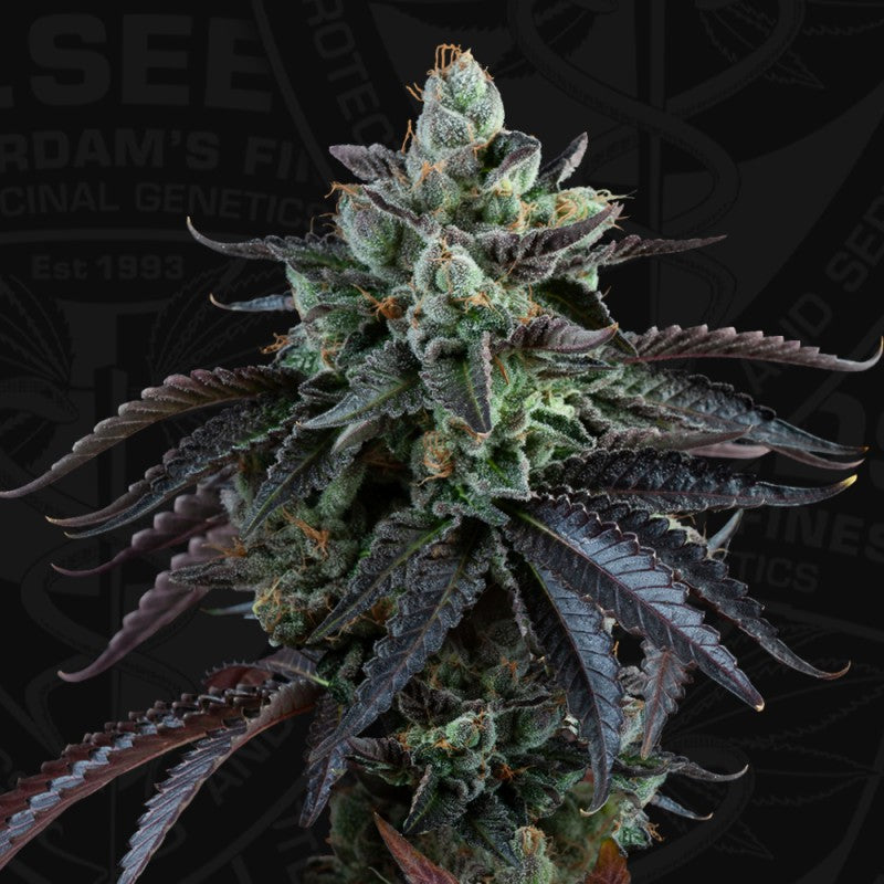 Auto French Macaron by T.H. Seeds
