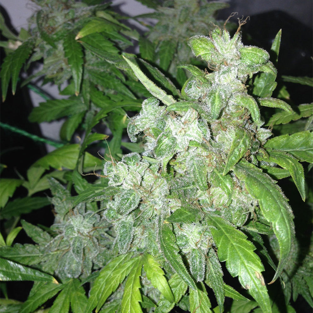 Auto Lemon Bubble by Pheno Finder Seeds