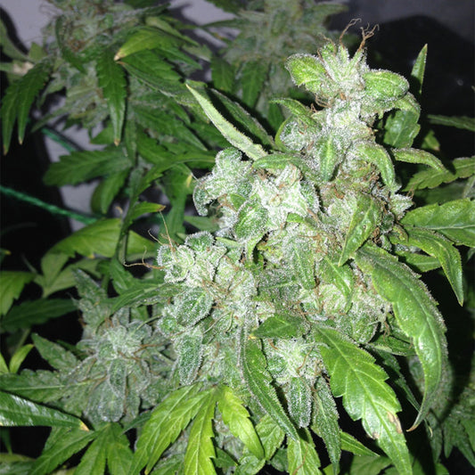 Auto Lemon Bubble by Pheno Finder Seeds