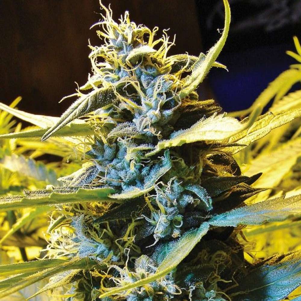 Auto Northern Hog by T.H. Seeds