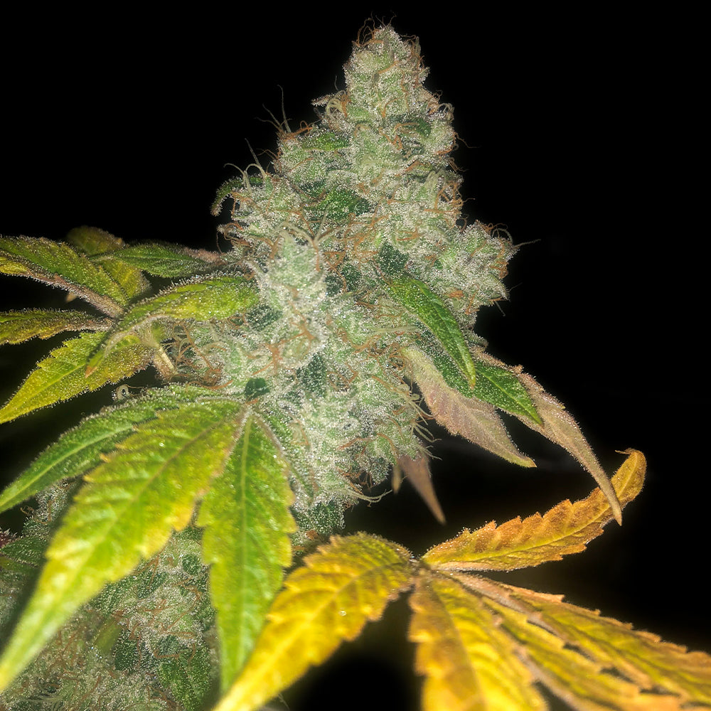 Auto Wedding Cake by Pheno Finder Seeds