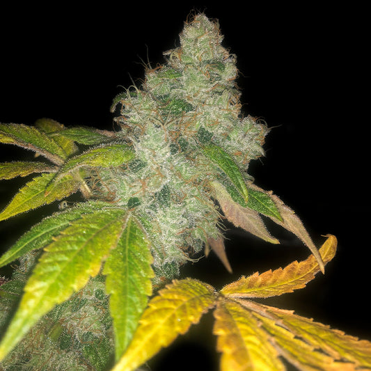 Auto Wedding Cake by Pheno Finder Seeds