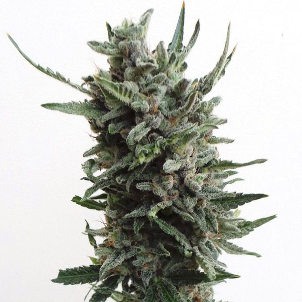 Auto Critical Hog by T.H. Seeds