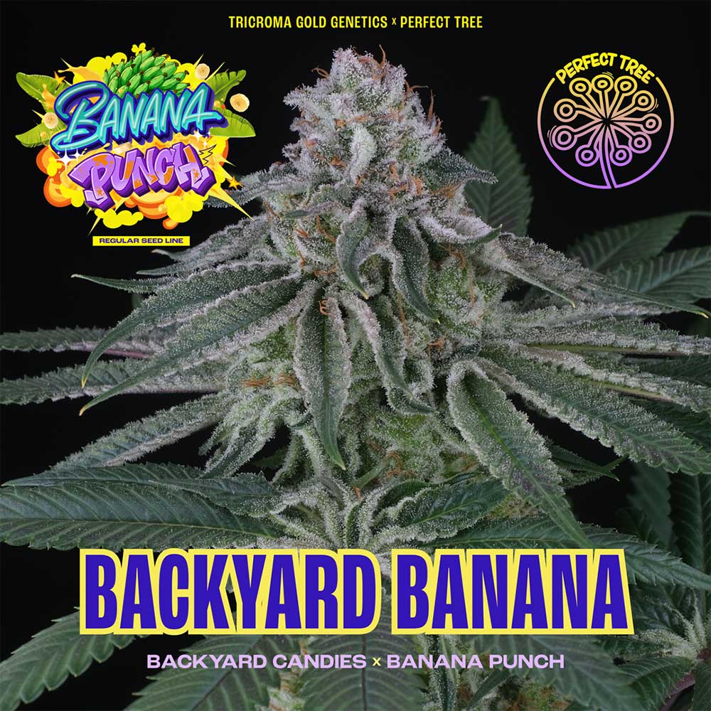 Backyard Banana by Perfect Tree