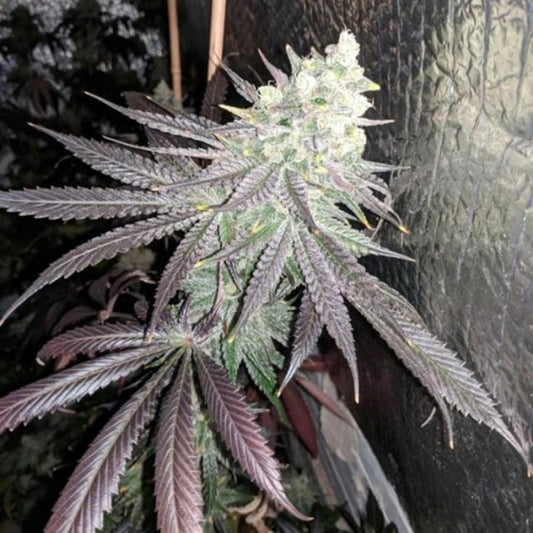 Baklava 2.0 by The Plug Seedbank