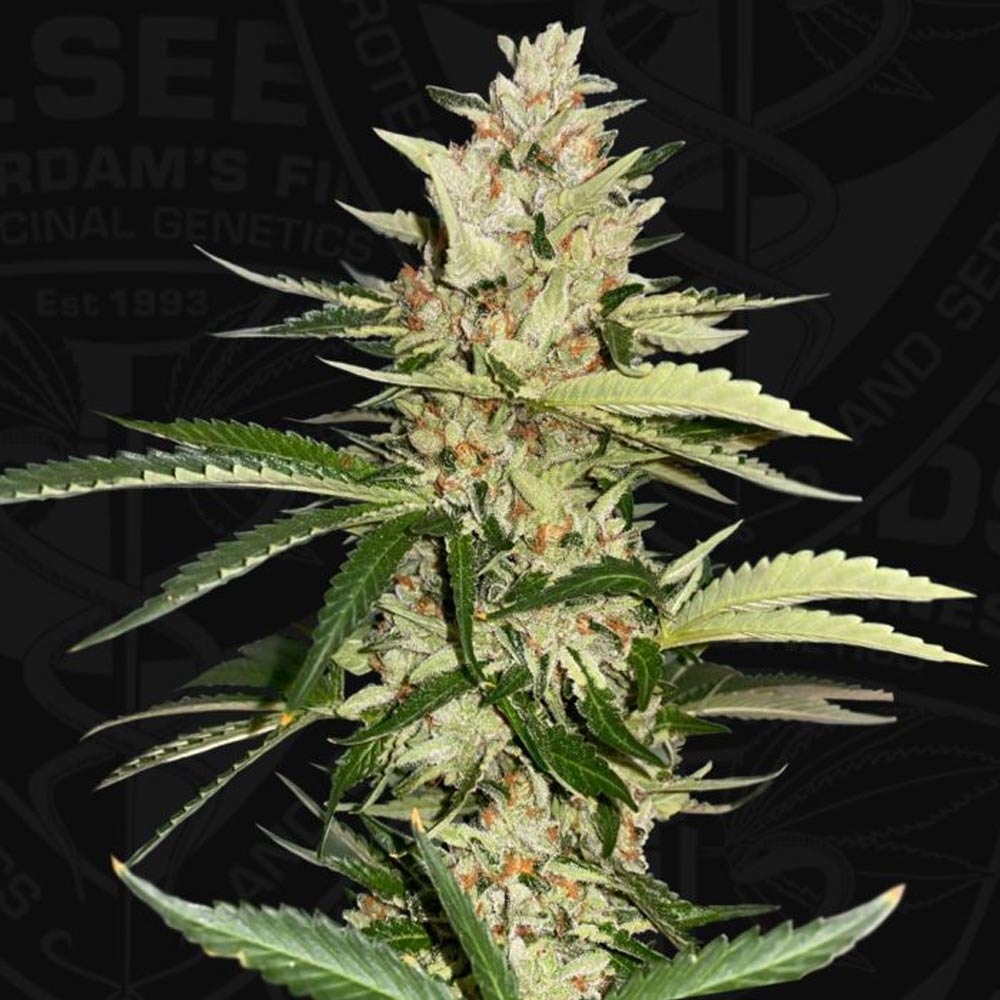 Banana Candy Krush by T.H. Seeds