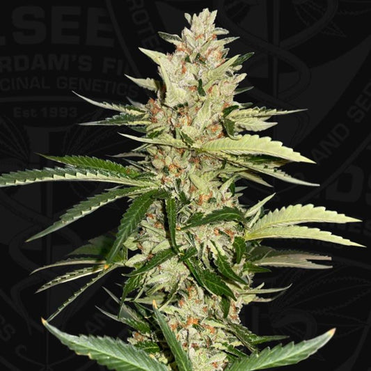 Banana Candy Krush by T.H. Seeds