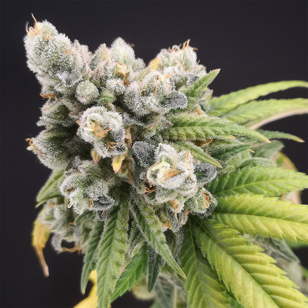 Banana Gushers by Old School Genetics