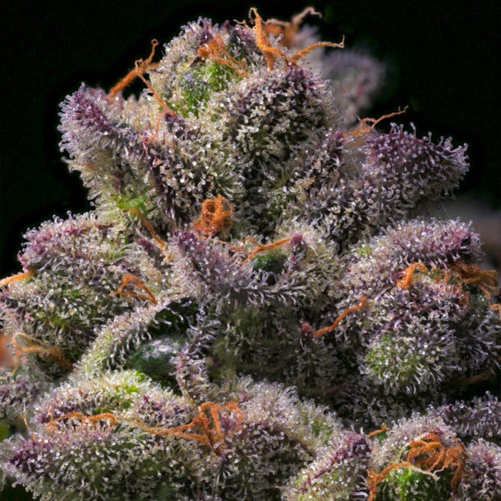 Banana Hammock by Arcana Collective