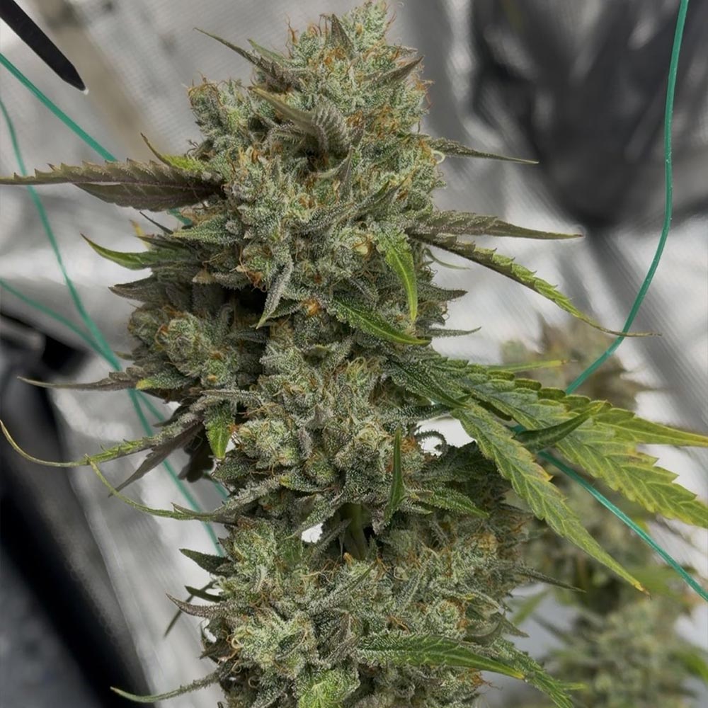 Banana Isle by Night Owl Seeds