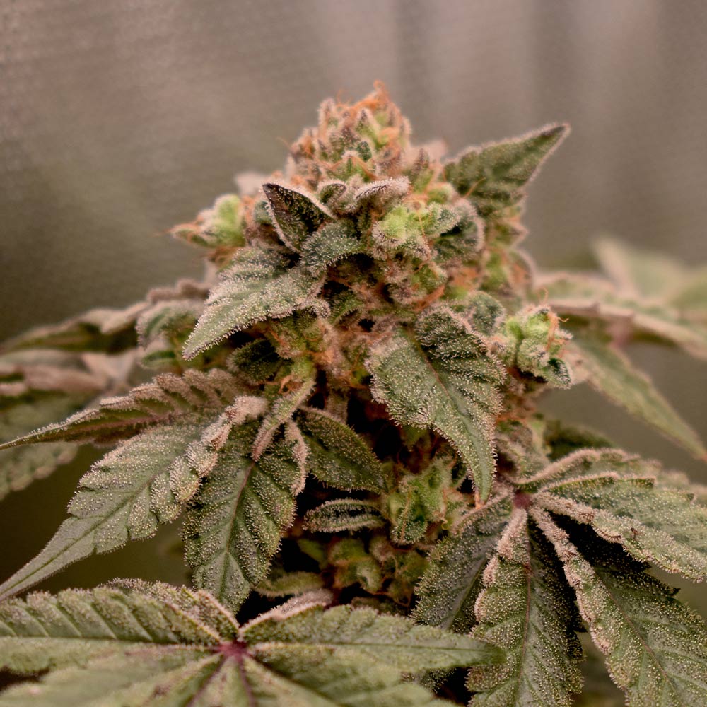 Banana Kush Mints by Old School Genetics