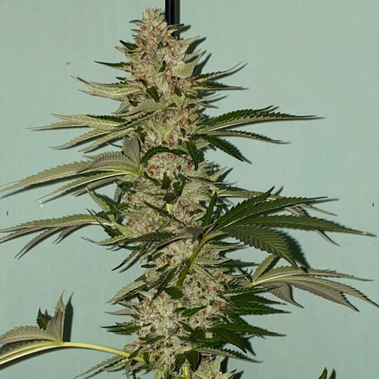 Banana Loaf by The Plug Seedbank
