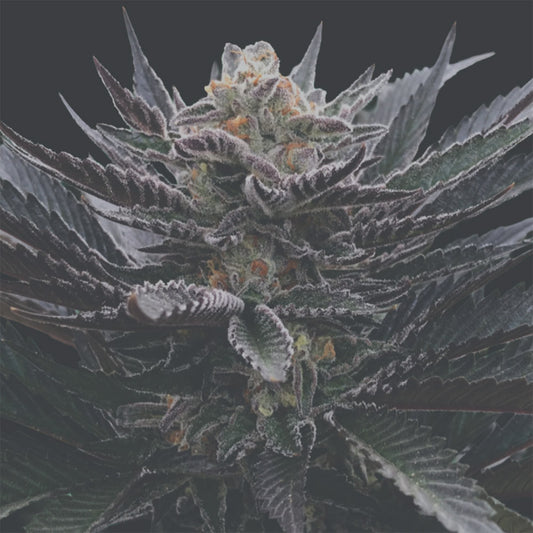 Banana Hamma by Arcana Collective