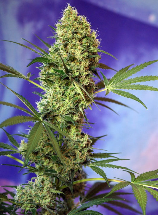 Auto Big Devil by Sweet Seeds