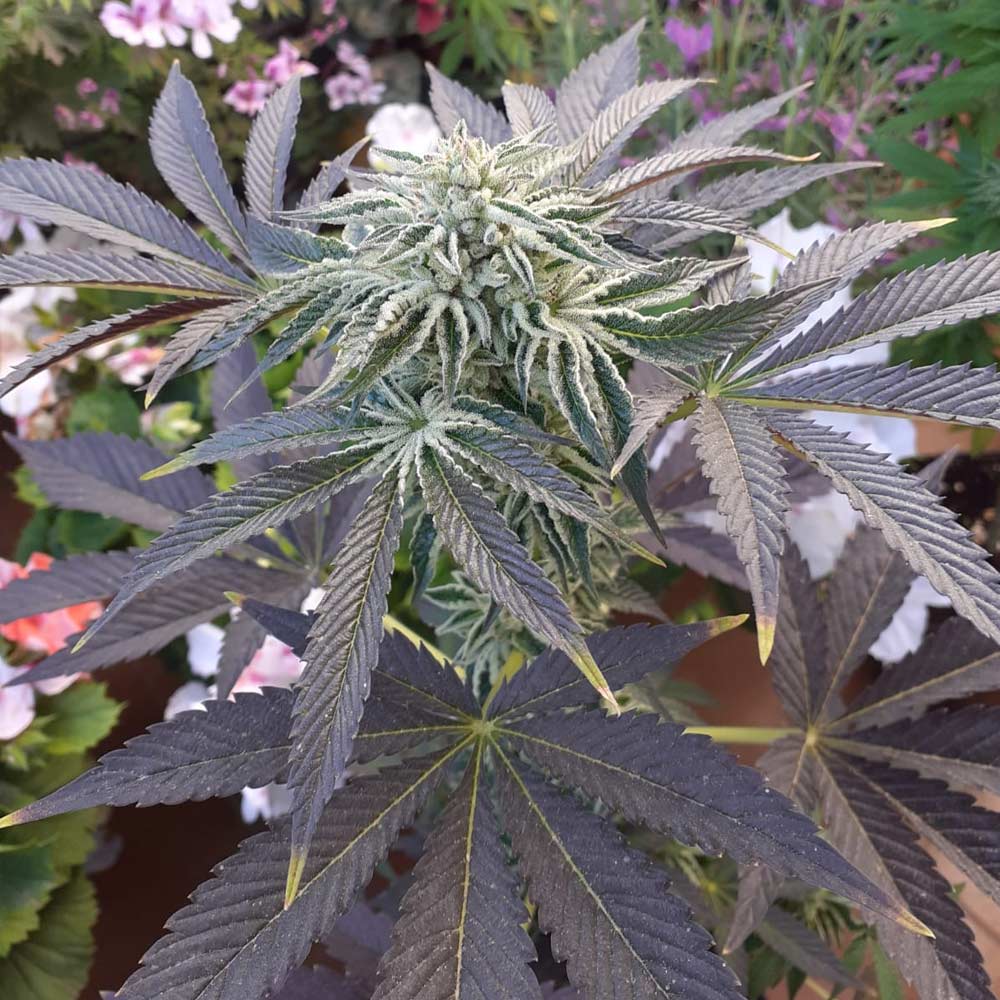 Biscotti x Off Road by The Original Big Buddha Family Farms