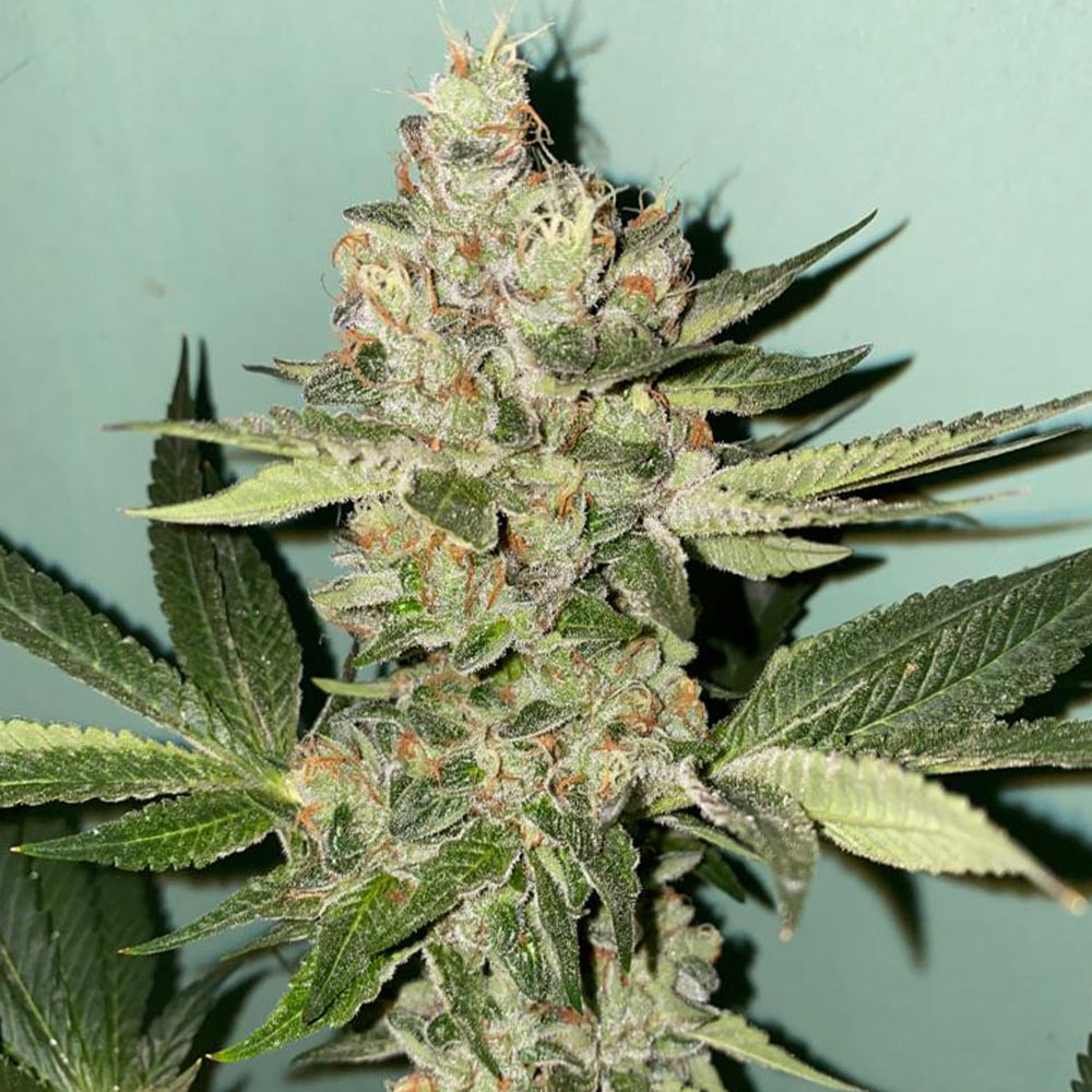 Biscotti 2.0 by The Plug Seedbank