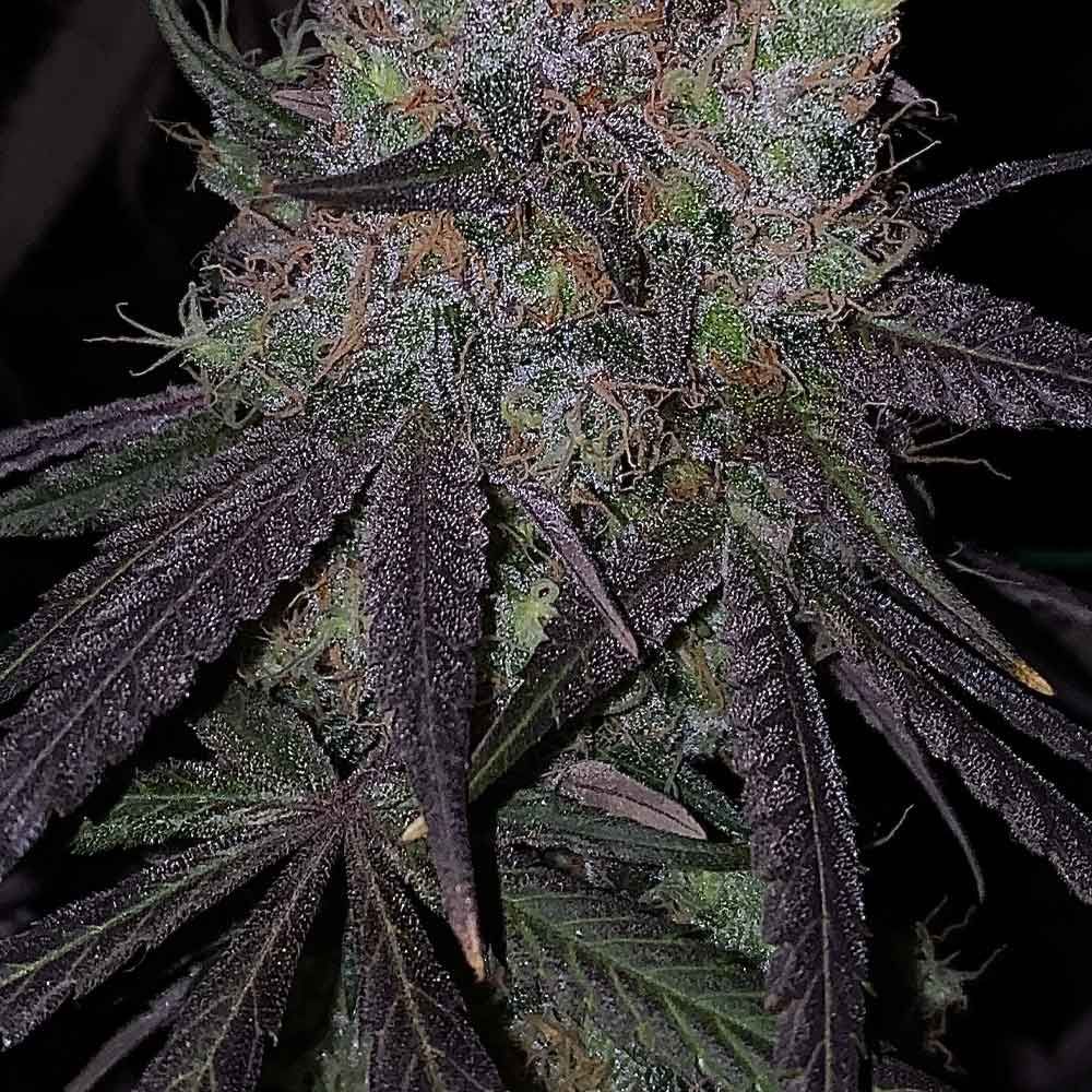 Bruntz Feminized Cannabis Seeds by The Plug Seedbank
