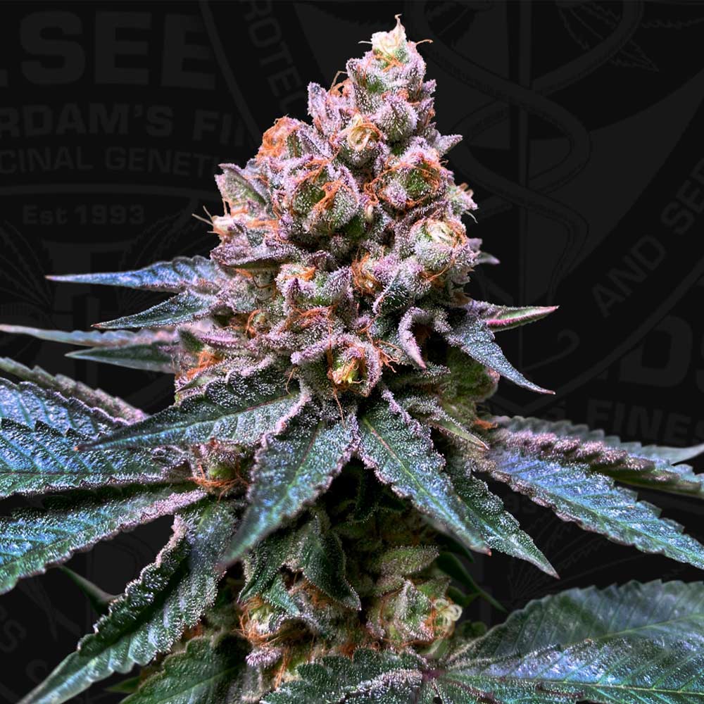 Black Apple Hitchcock by T.H. Seeds