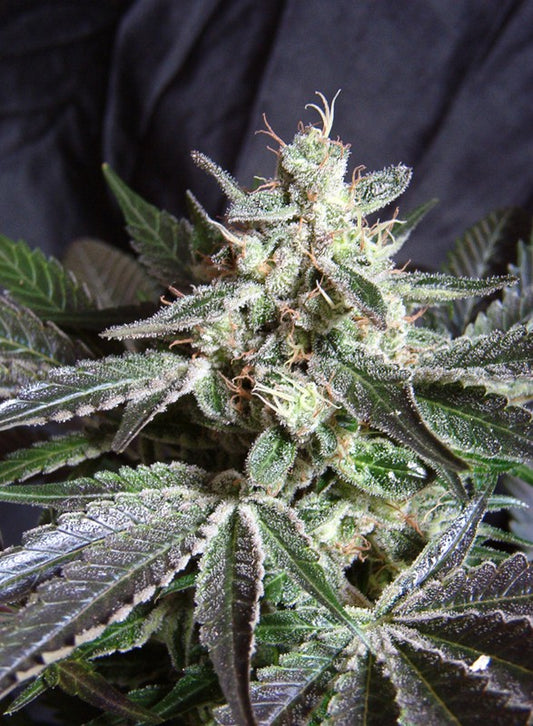 Black Jack by Sweet Seeds