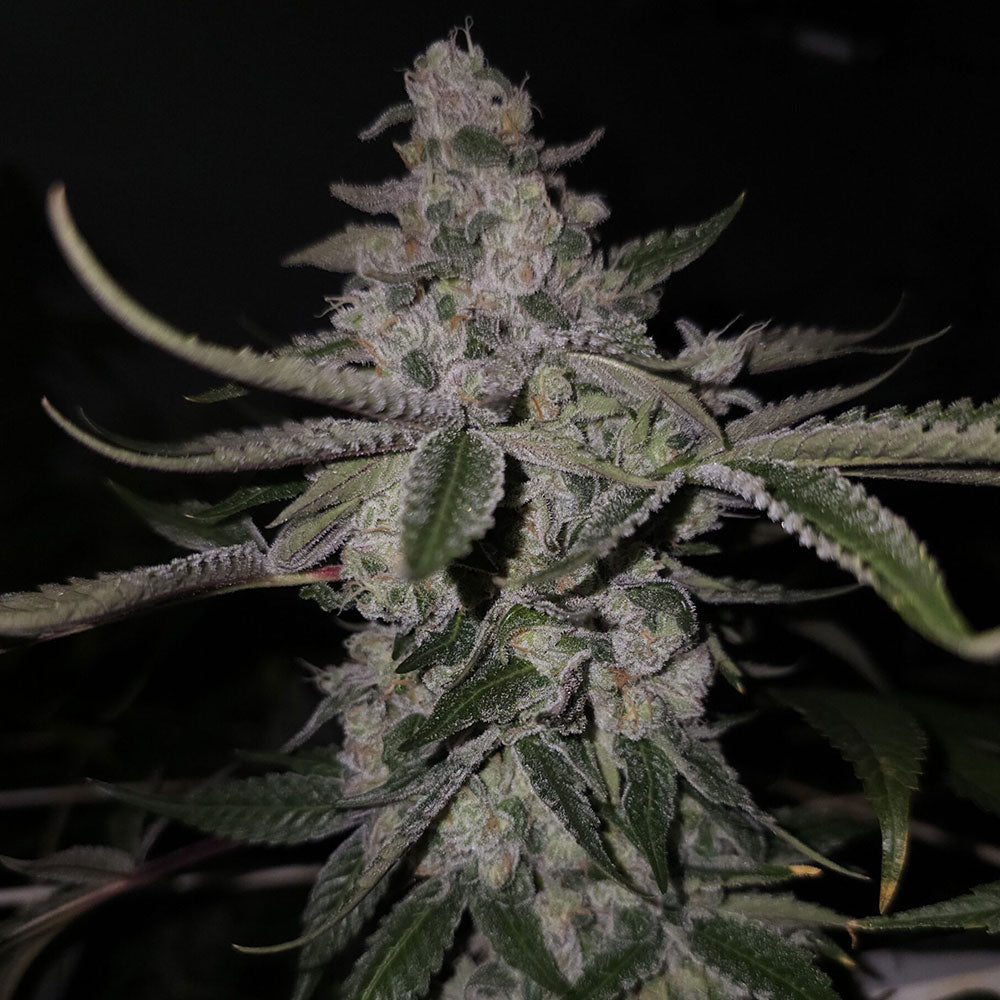 Black Pine by Capulator Seeds