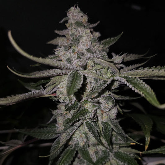 Black Pine by Capulator Seeds