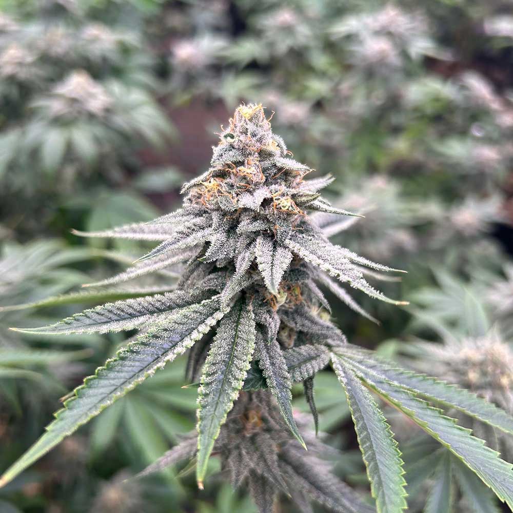 Blood Diamonds 2.0 by Conscious Genetics