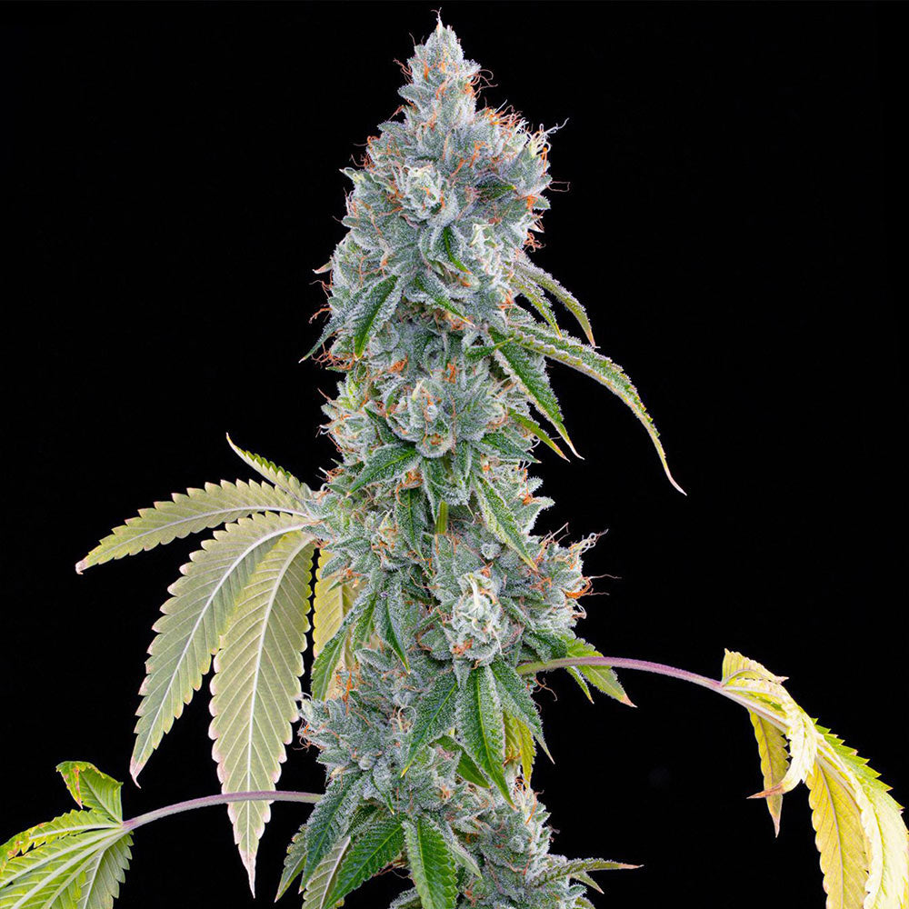 Blucci OG by Grounded Genetics