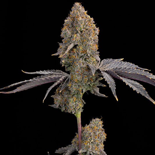 Blue Bacio by Grounded Genetics