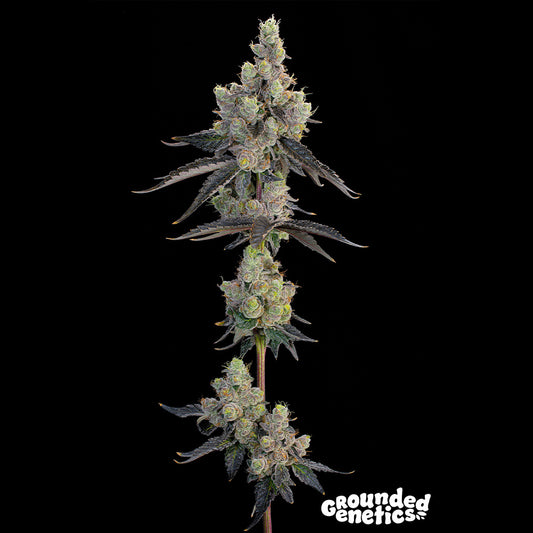 Blue Chiesel by Grounded Genetics