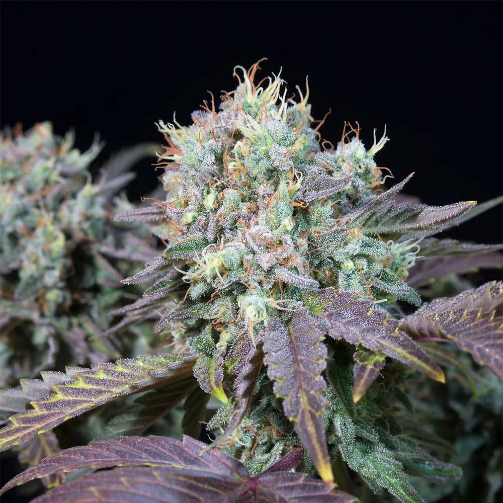 Blue Gem by Paradise Seeds