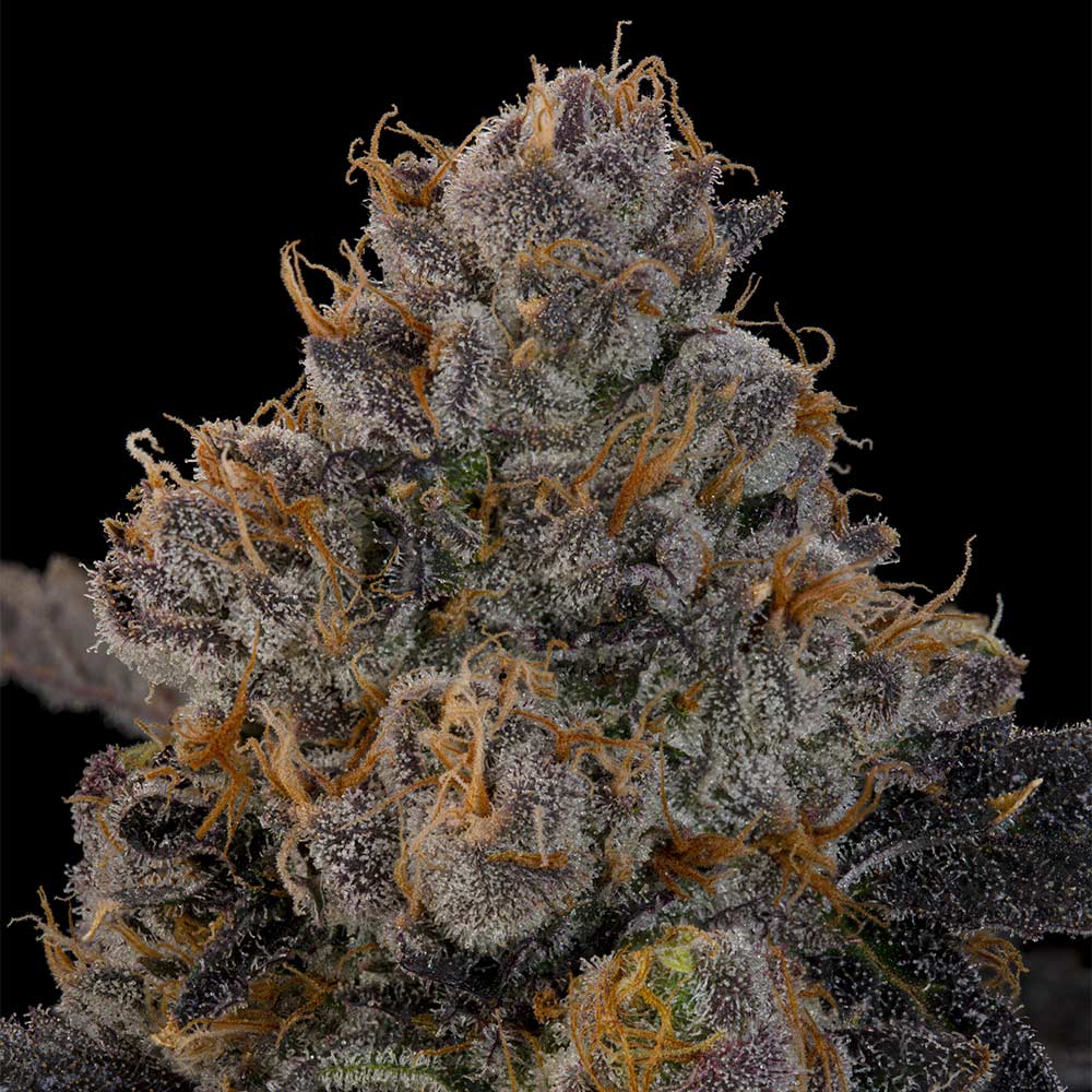 Blue Honey by Grounded Genetics