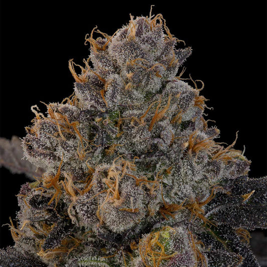 Blue Honey by Grounded Genetics
