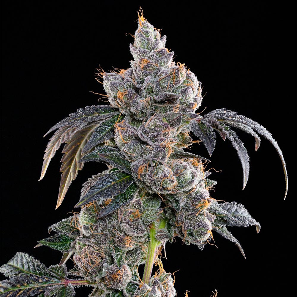 Blue Limez by Grounded Genetics