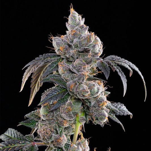 Blue Limez by Grounded Genetics