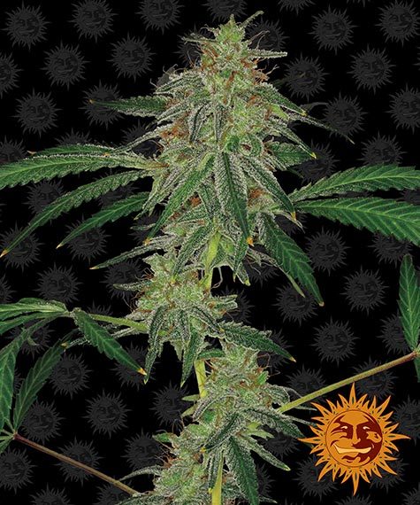 Auto Blue Mammoth by Barneys Farm